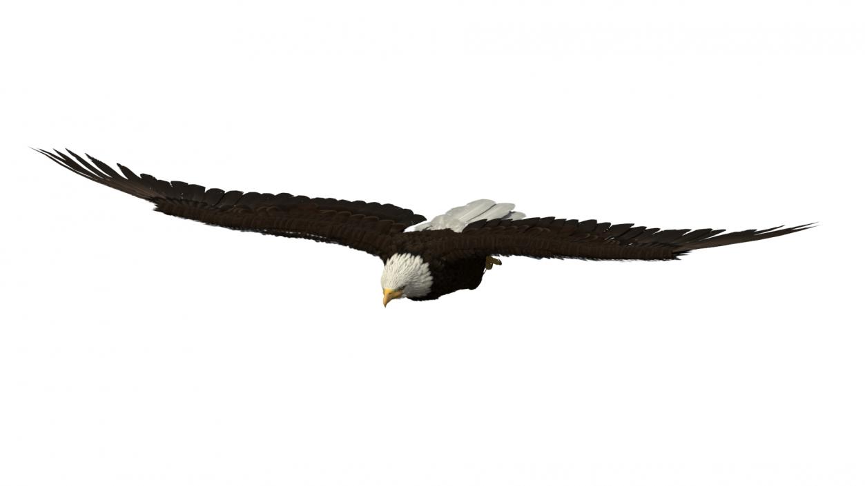 3D model Realistic Bald Eagle in Flight