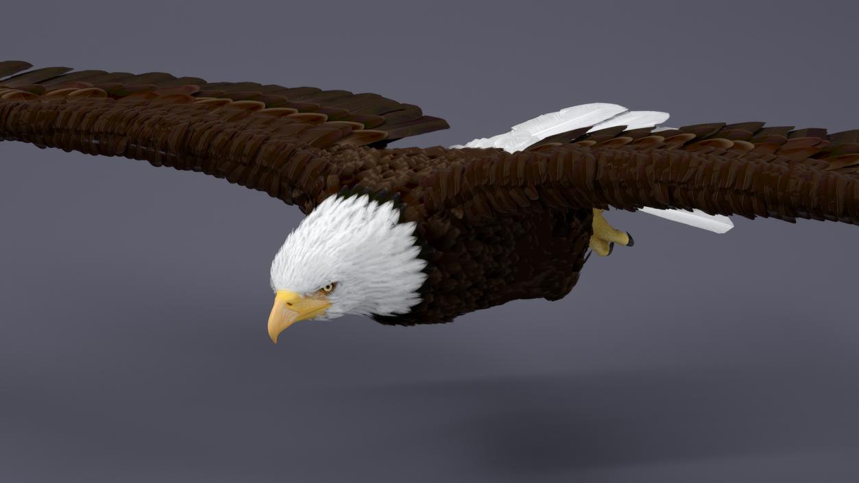 3D model Realistic Bald Eagle in Flight