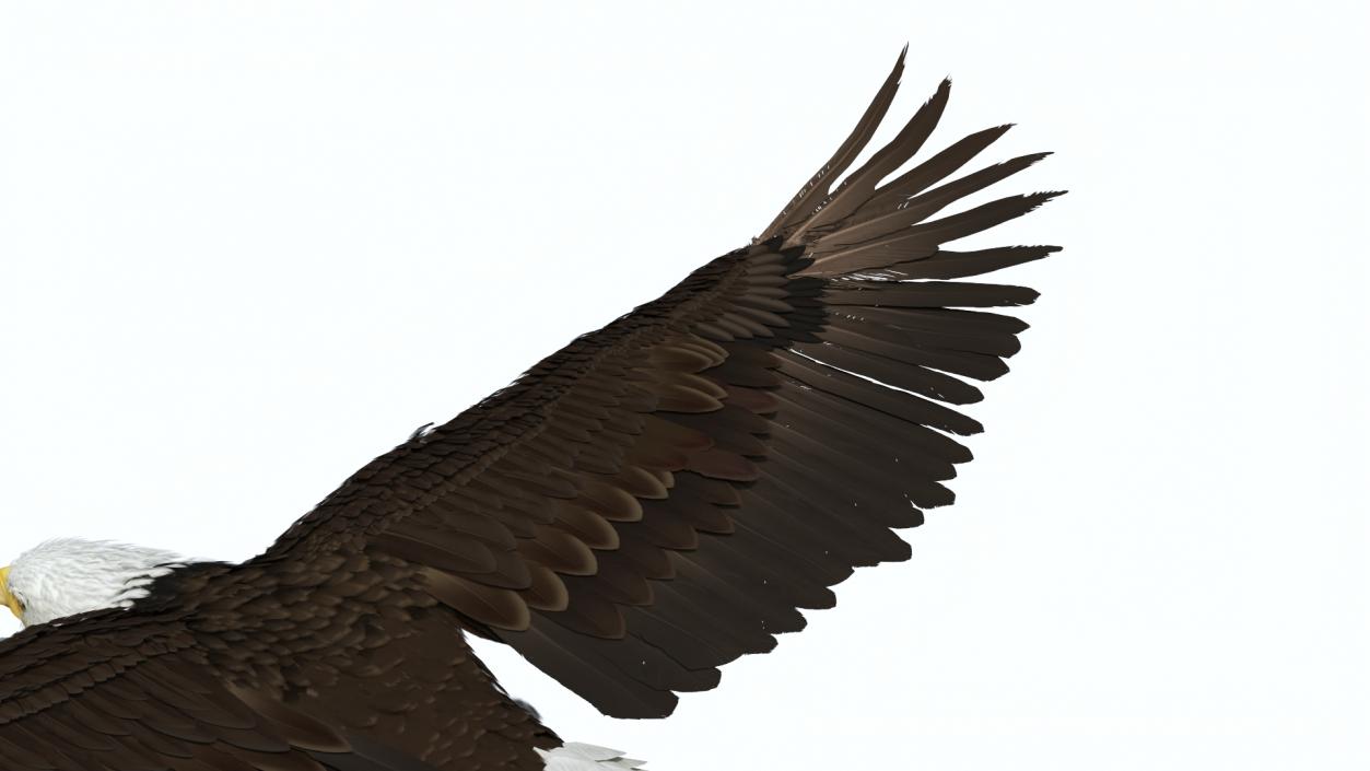 3D model Realistic Bald Eagle in Flight