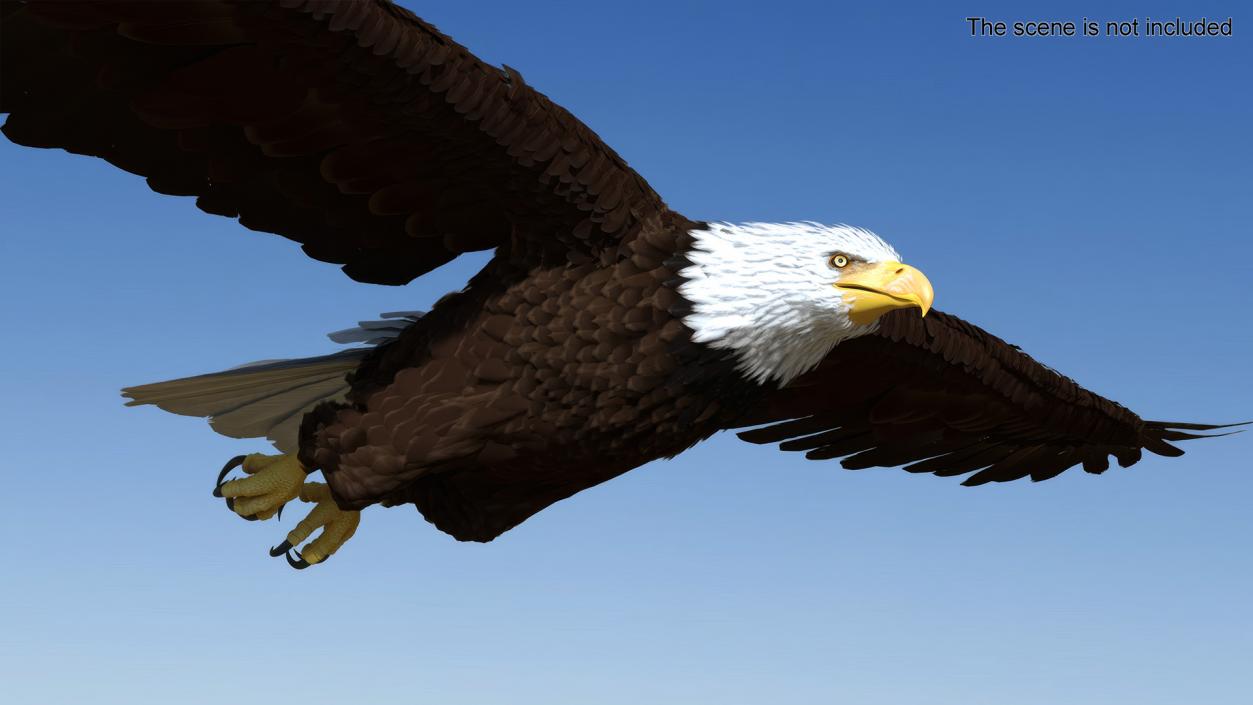 3D model Realistic Bald Eagle in Flight