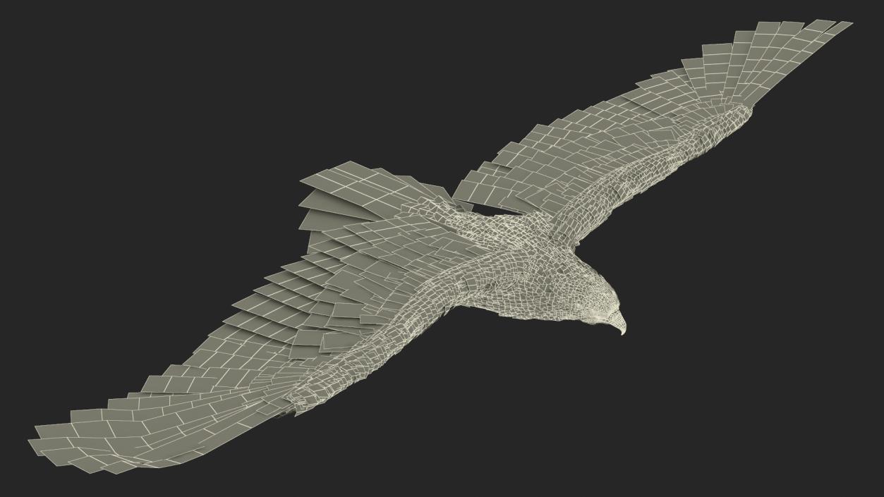 3D model Realistic Bald Eagle in Flight