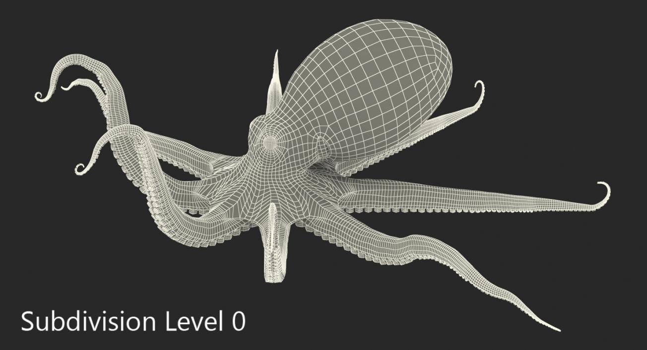 3D Octopus Crawling