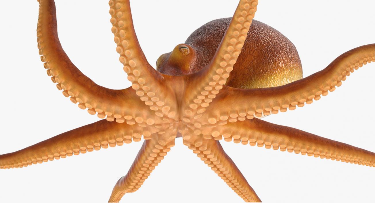 3D Octopus Crawling