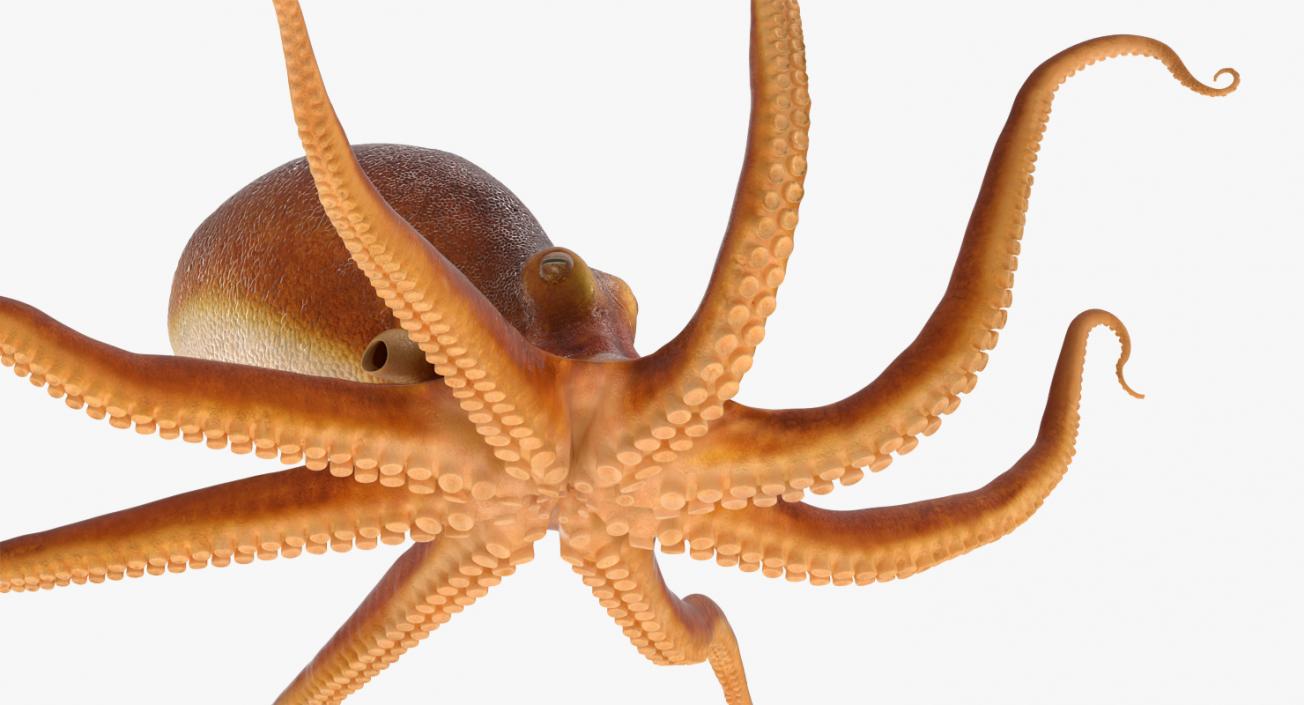 3D Octopus Crawling