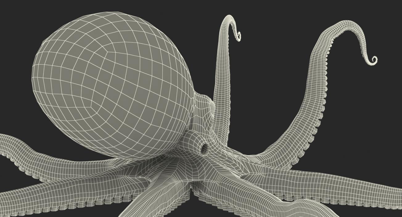 3D Octopus Crawling