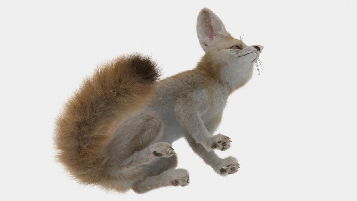 Vulpes Zerda Sitting Pose Fur 3D model