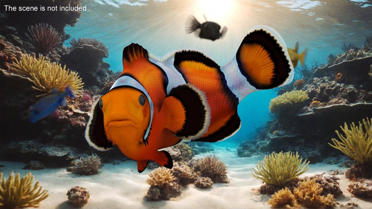 3D Realistic Clownfish Rigged