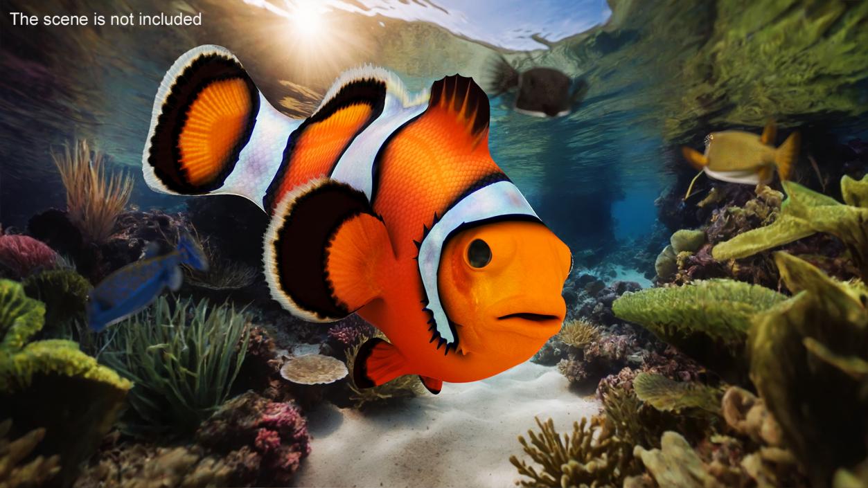 3D Realistic Clownfish Rigged