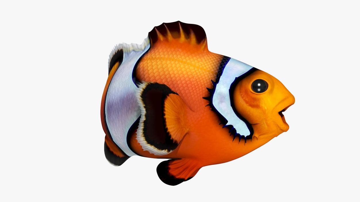 3D Realistic Clownfish Rigged