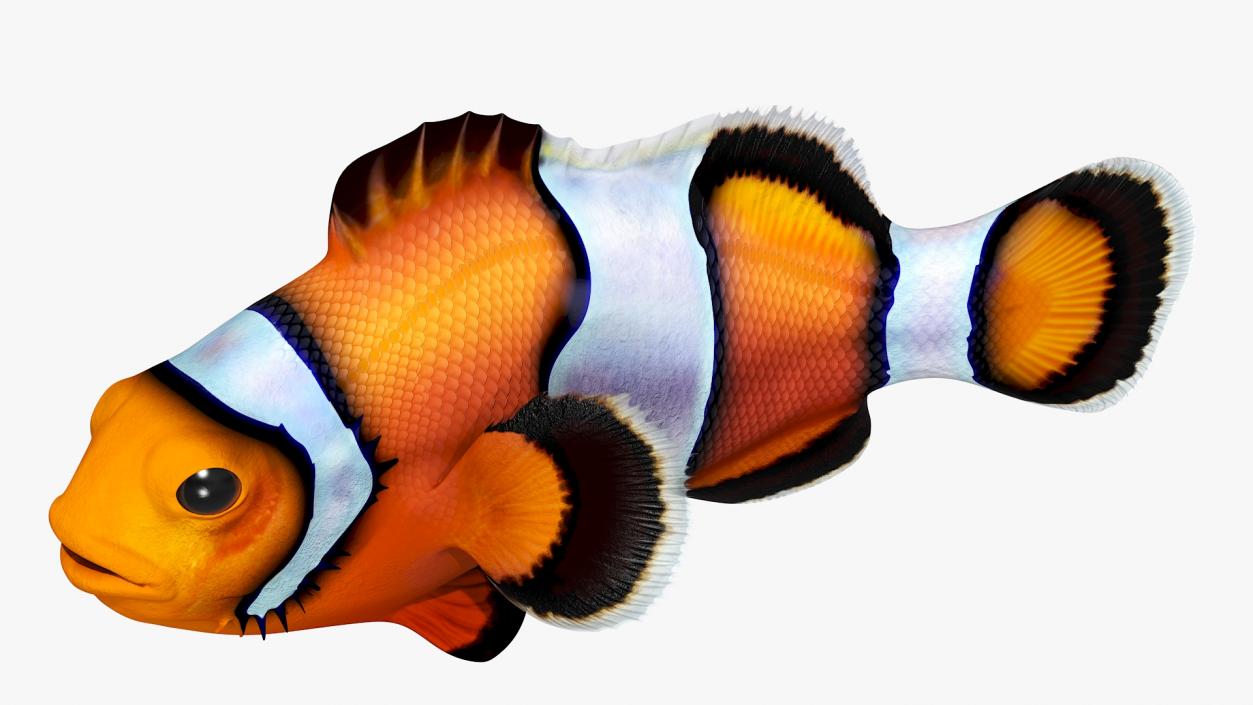 3D Realistic Clownfish Rigged