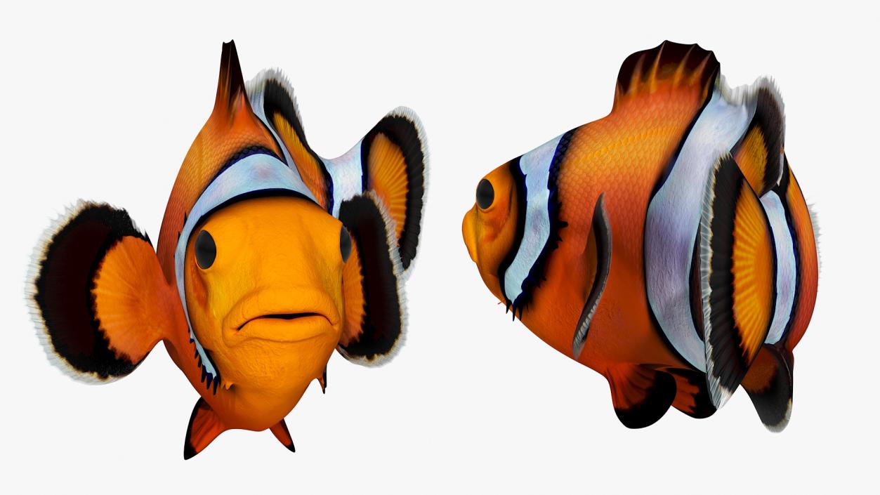 3D Realistic Clownfish Rigged