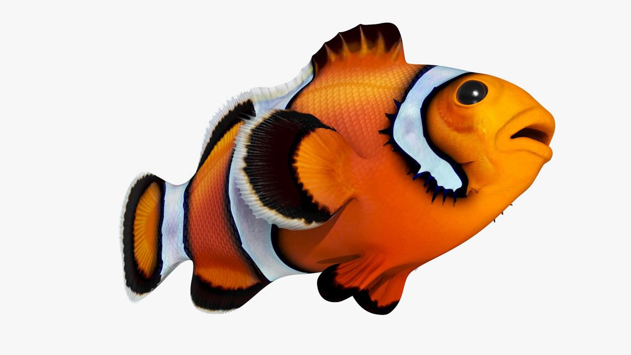 3D Realistic Clownfish Rigged