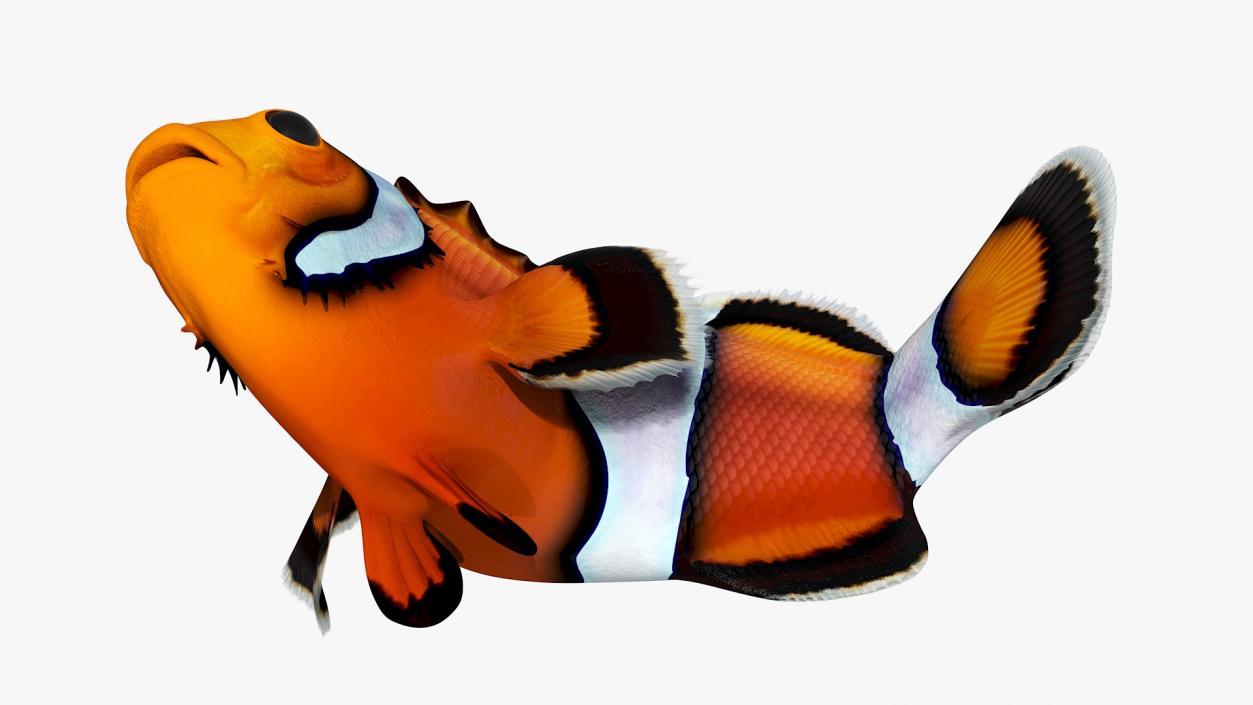 3D Realistic Clownfish Rigged