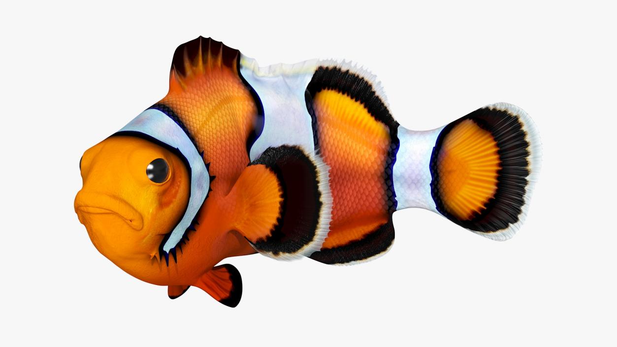 3D Realistic Clownfish Rigged