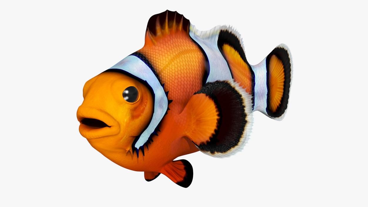 3D Realistic Clownfish Rigged