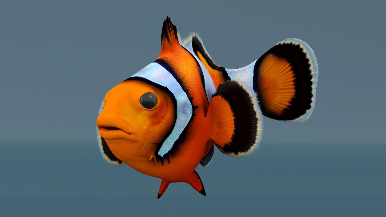 3D Realistic Clownfish Rigged