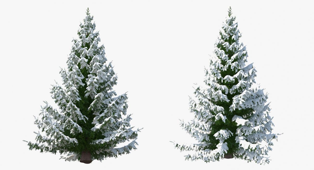 Norway Spruce in Heavy Snow 3D