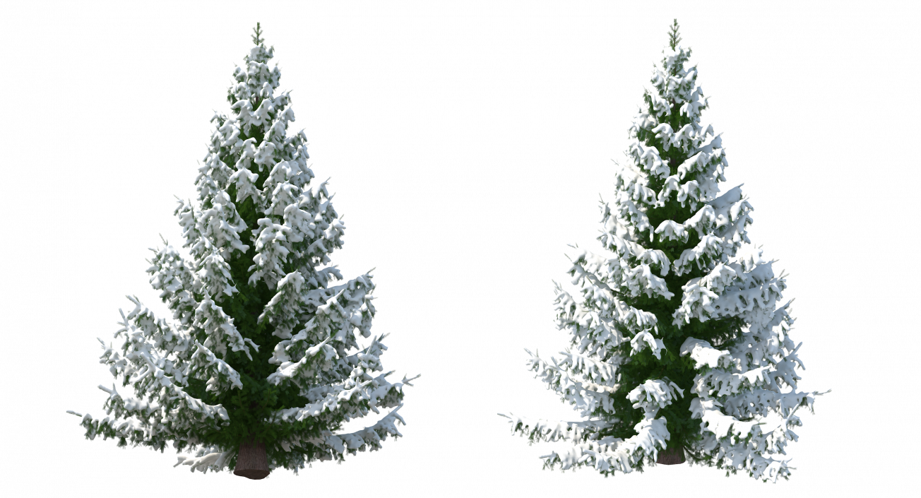 Norway Spruce in Heavy Snow 3D