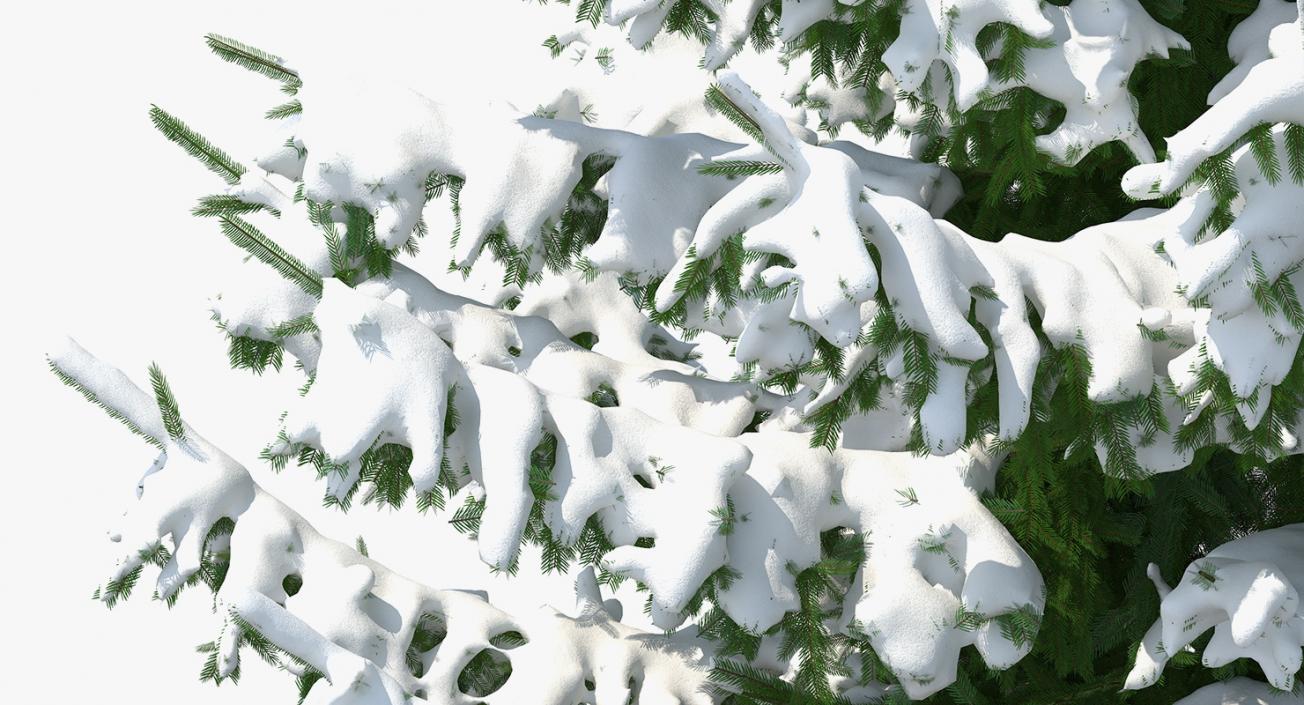 Norway Spruce in Heavy Snow 3D