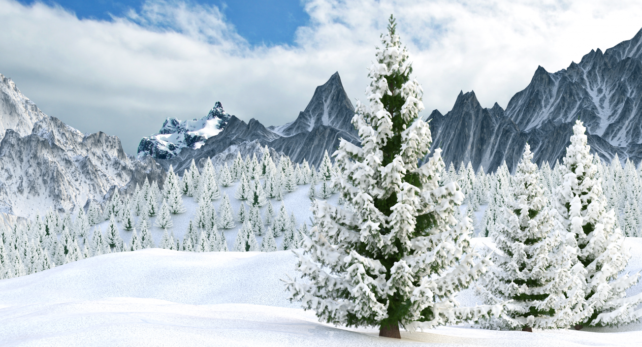 Norway Spruce in Heavy Snow 3D