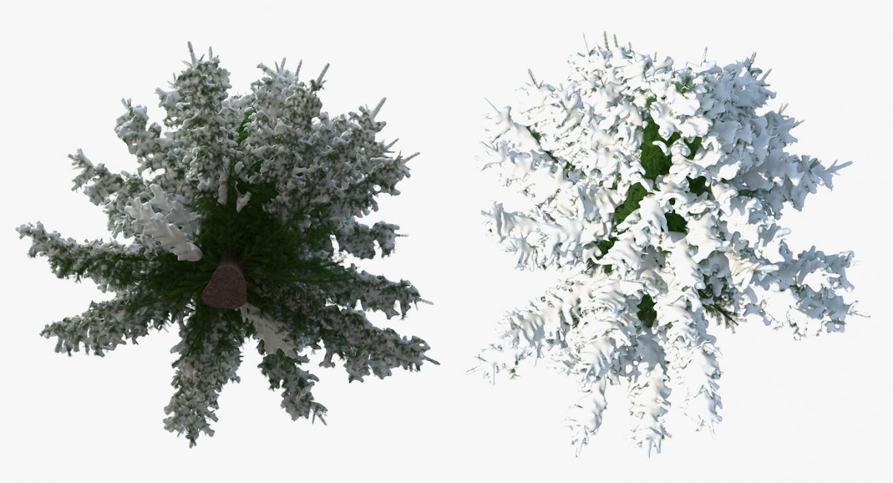 Norway Spruce in Heavy Snow 3D