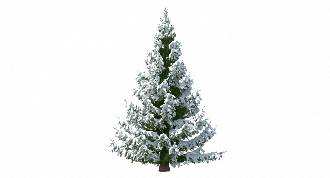 Norway Spruce in Heavy Snow 3D