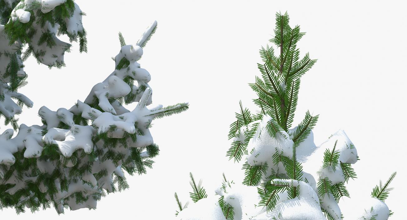 Norway Spruce in Heavy Snow 3D