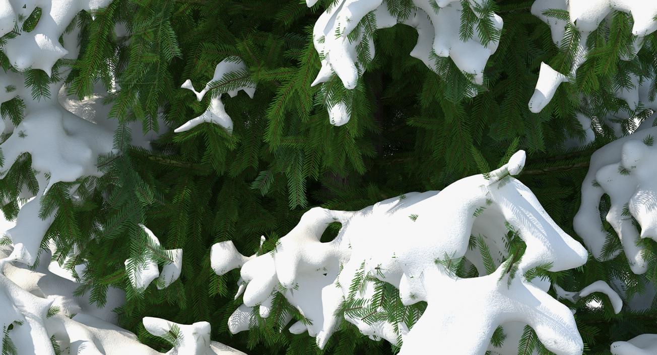 Norway Spruce in Heavy Snow 3D