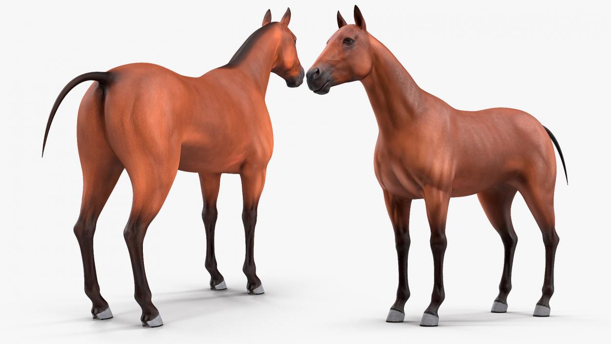 Bay Horse 3D model