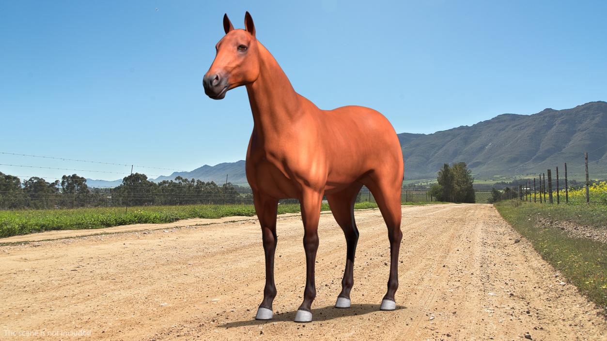 Bay Horse 3D model