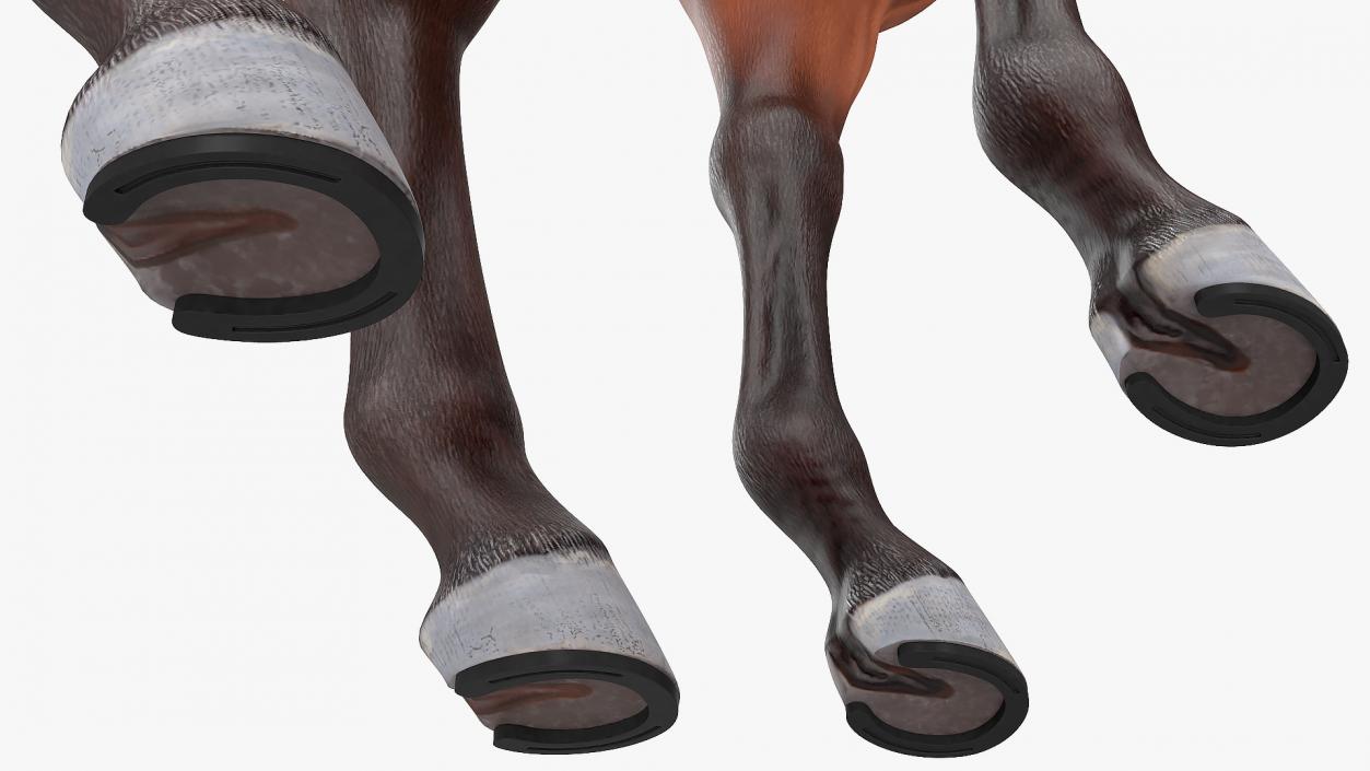 Bay Horse 3D model