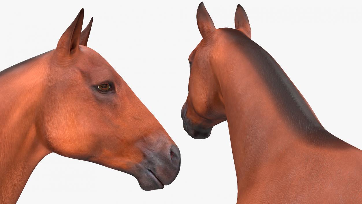 Bay Horse 3D model