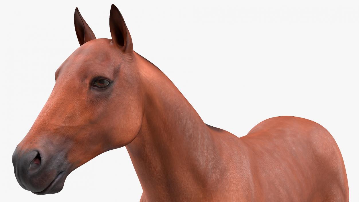 Bay Horse 3D model