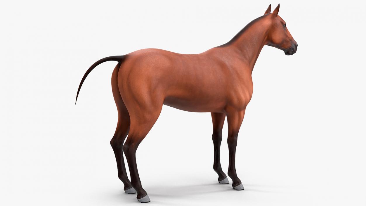 Bay Horse 3D model