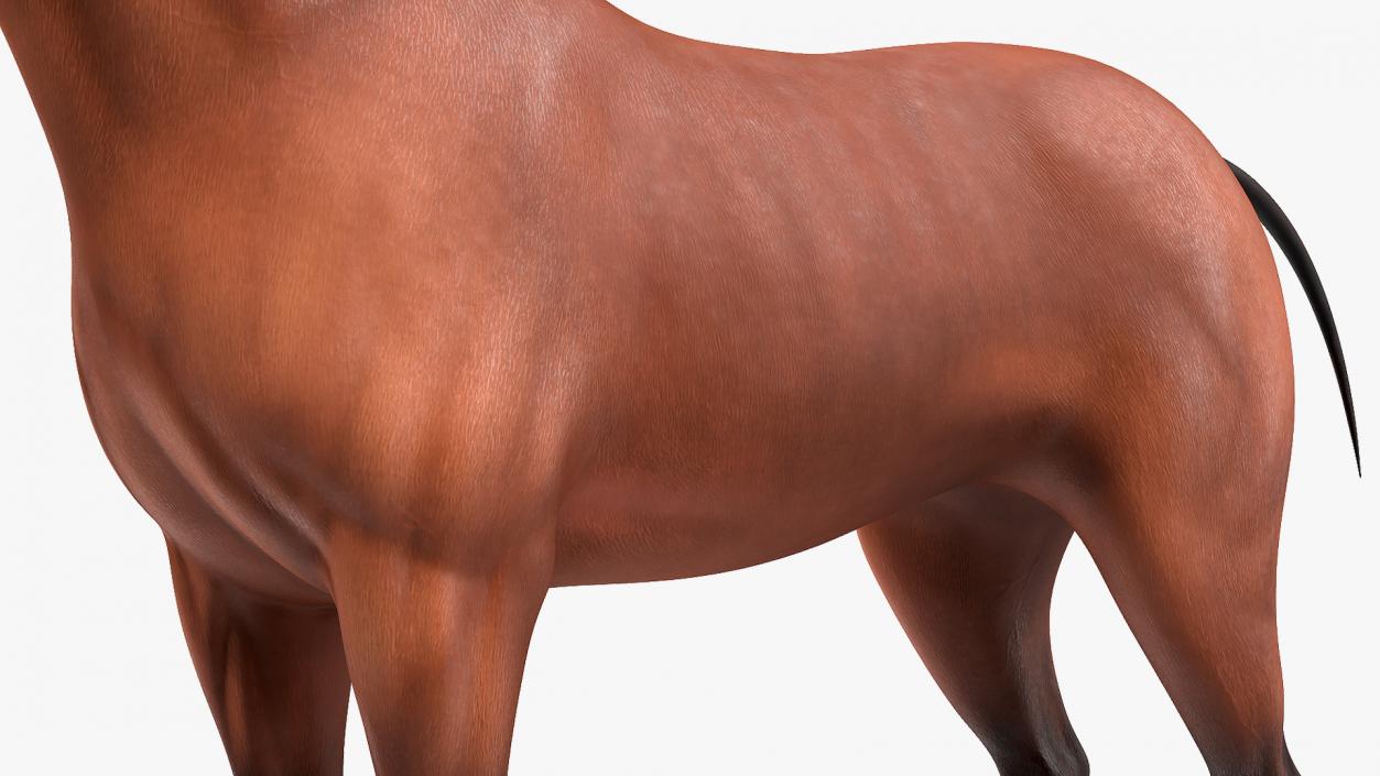 Bay Horse 3D model