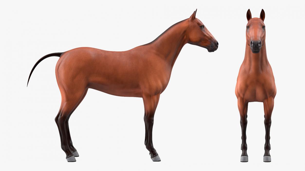 Bay Horse 3D model