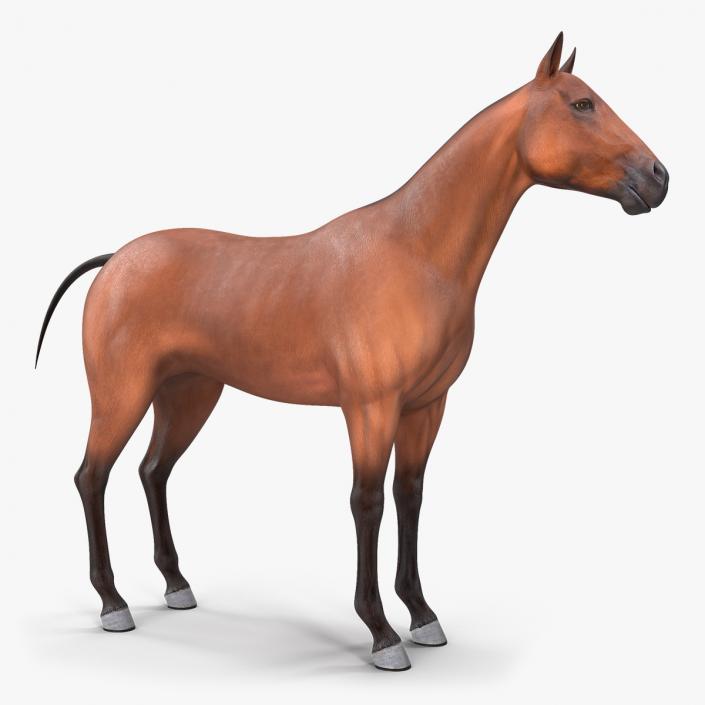 Bay Horse 3D model