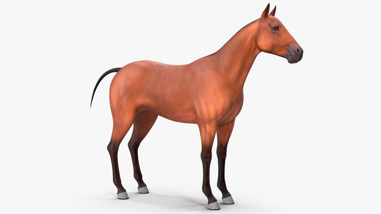 Bay Horse 3D model