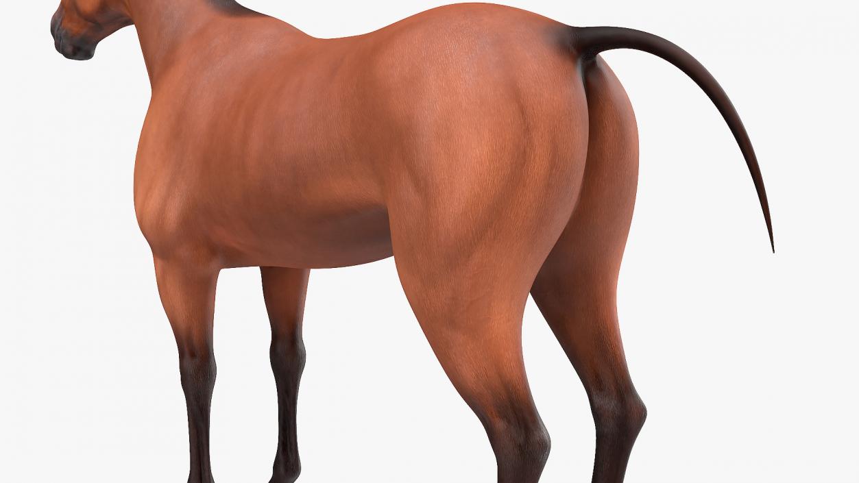 Bay Horse 3D model