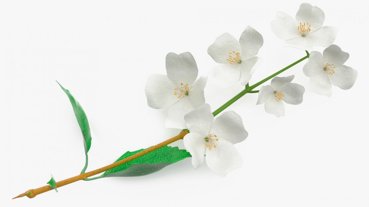 Jasmine Branch with Flowers 3D