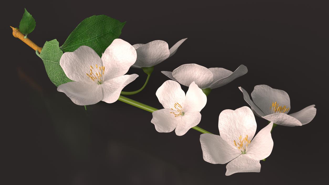 Jasmine Branch with Flowers 3D