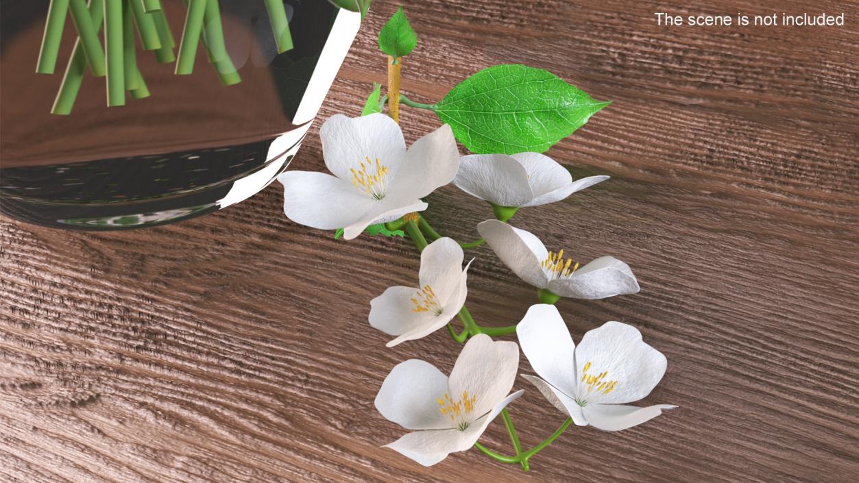 Jasmine Branch with Flowers 3D