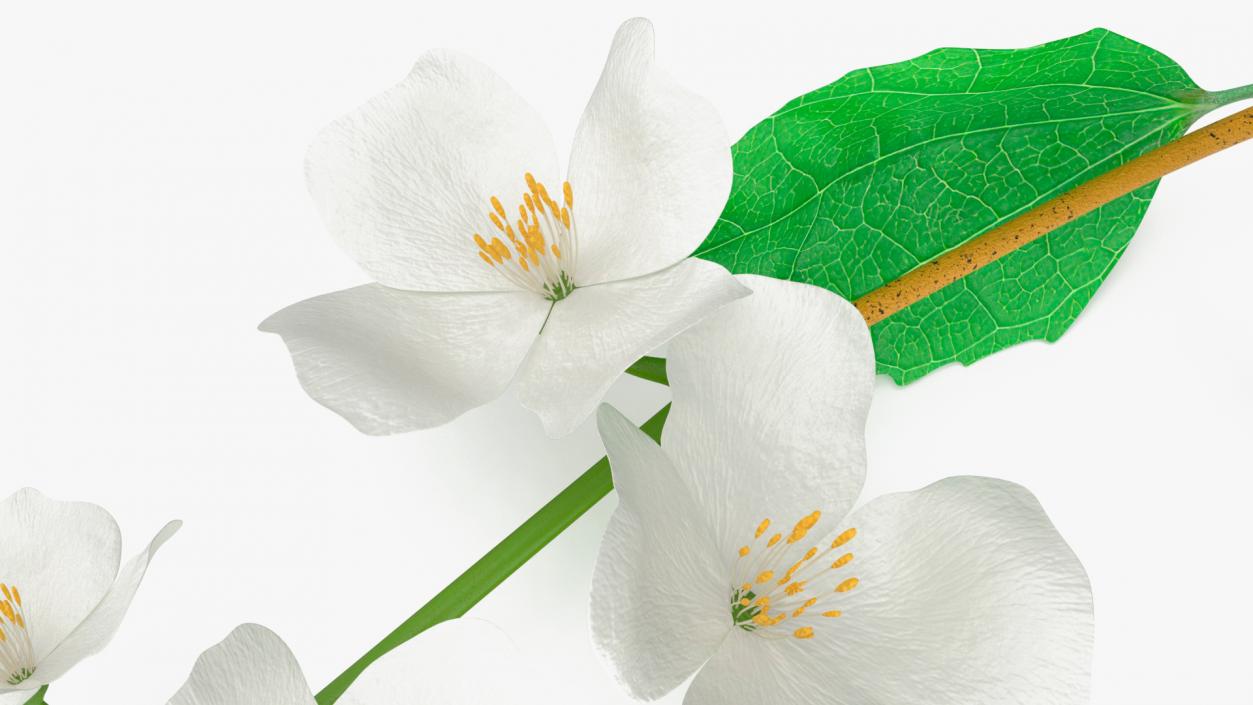 Jasmine Branch with Flowers 3D