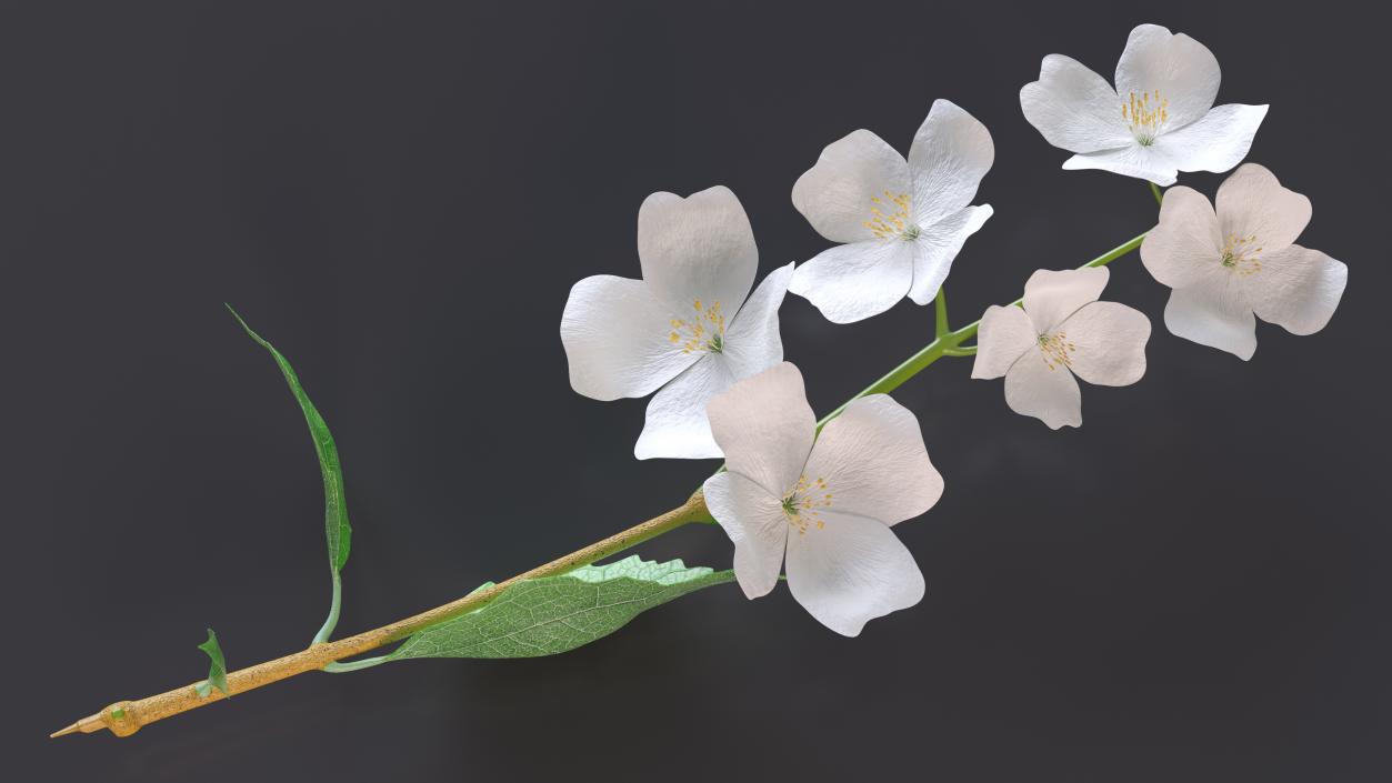 Jasmine Branch with Flowers 3D