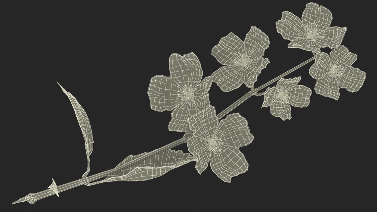 Jasmine Branch with Flowers 3D