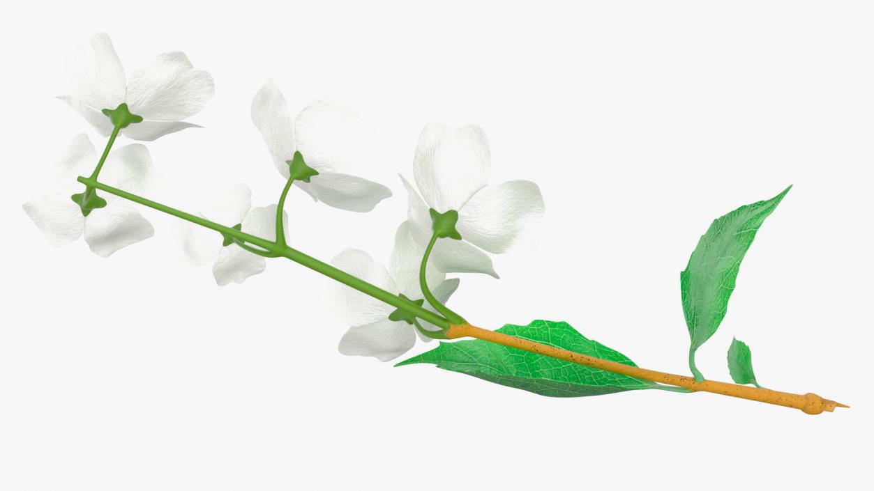 Jasmine Branch with Flowers 3D