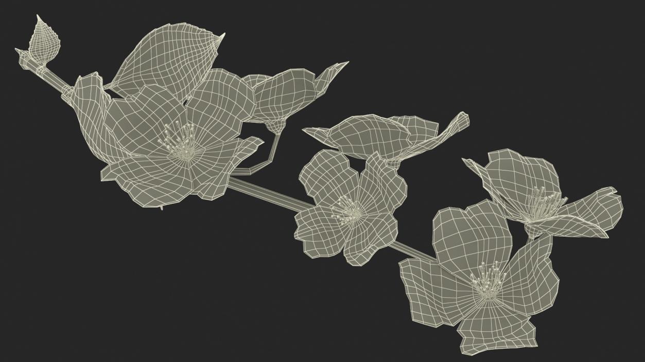 Jasmine Branch with Flowers 3D