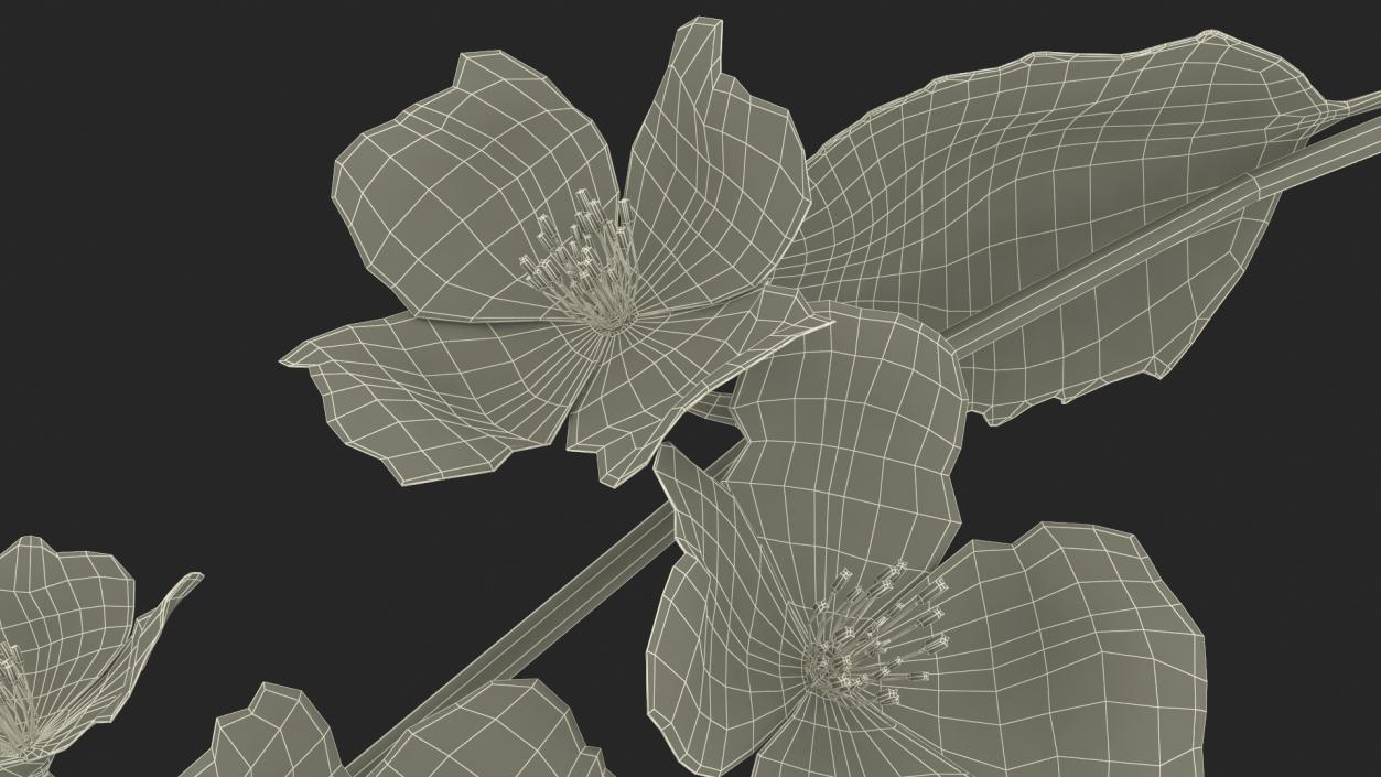 Jasmine Branch with Flowers 3D