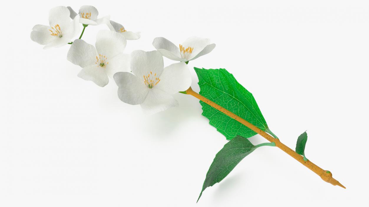 Jasmine Branch with Flowers 3D