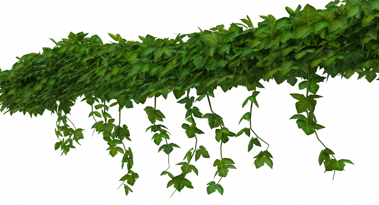 Ivy Shrub 3D model